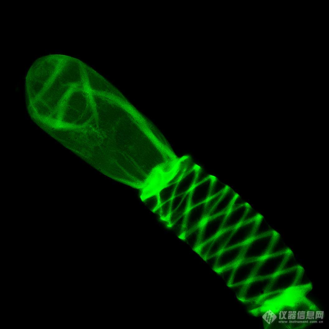 滨松推出高信噪比科研级sCMOS相机ORCA-Fusion