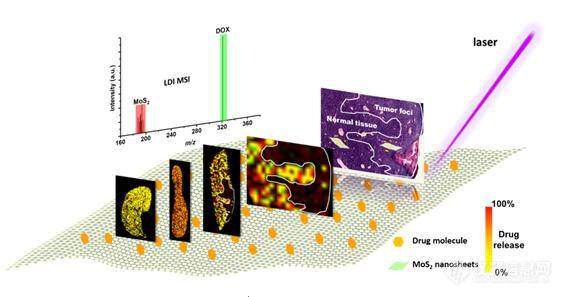 化学所纳米载体药物的原位释放质谱成像研究取得系列进展