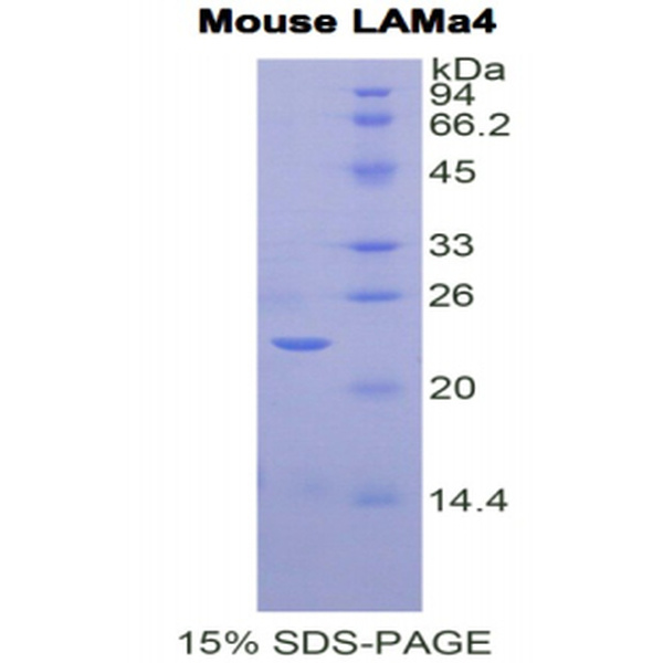LAMa4蛋白；层粘连蛋白α4(LAMa4)重组蛋白