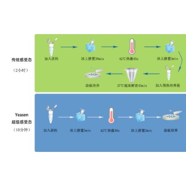 Ar.A4感受态细胞