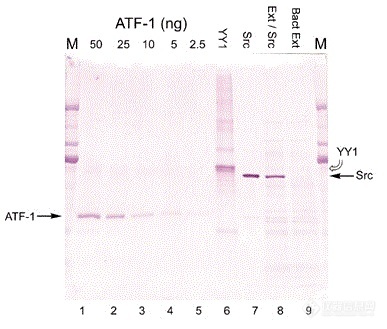 [goldiblot western blot (43k)]