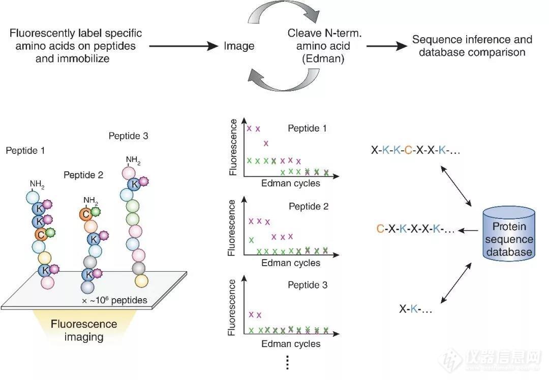 蛋白测序技术革新崭露头角！未来可期实现大规模、高通量
