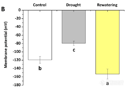 茶树在干旱、复水条件下，叶肉细胞膜电位变化.png