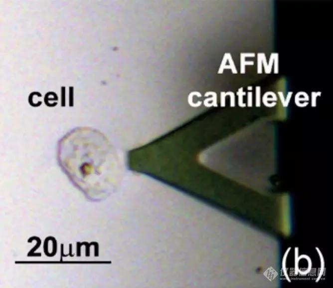 PNAS：原子力显微镜大放异彩 新型液体活检技术面世