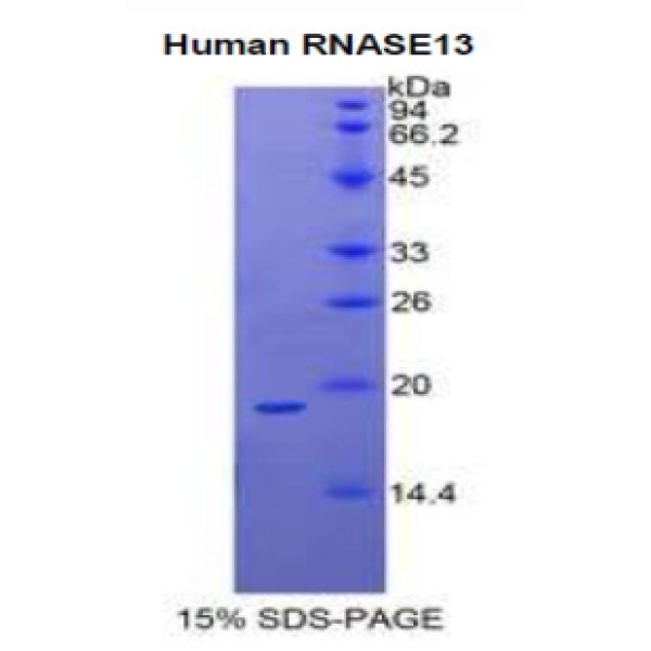 RNASE13蛋白；核糖核酸酶A13(RNASE13)重组蛋白