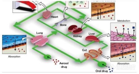 【应用】从3D到类器官技术的研究了解一下-Molecular Devices