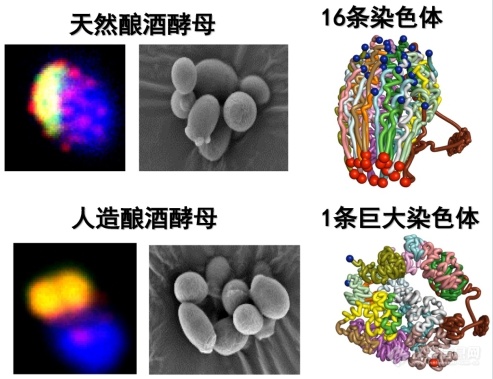 中科院2018年度“述职报告”——生命科学亮点多多 国产高端仪器取得进展