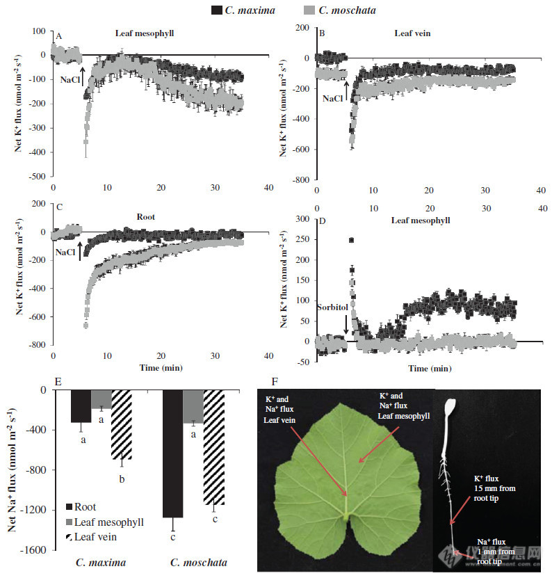 100 mM NaCl实时刺激下，叶肉细胞、叶脉、根系的K+流变化。负值表示外排，正值表示吸收。.jpg