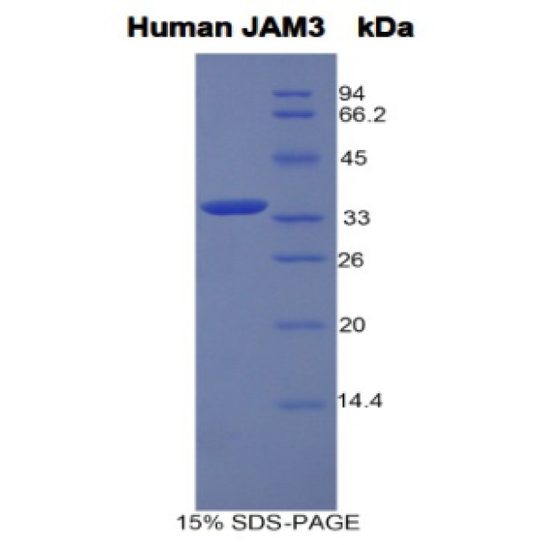 JAM3蛋白；连接附着分子3(JAM3)重组蛋白