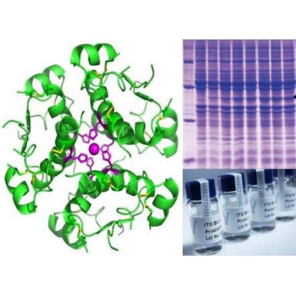 CART蛋白；可卡因安非他明调节转录肽(CART)重组蛋白