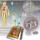 人体器官模拟系统-体外干细胞诱导分化培养系统