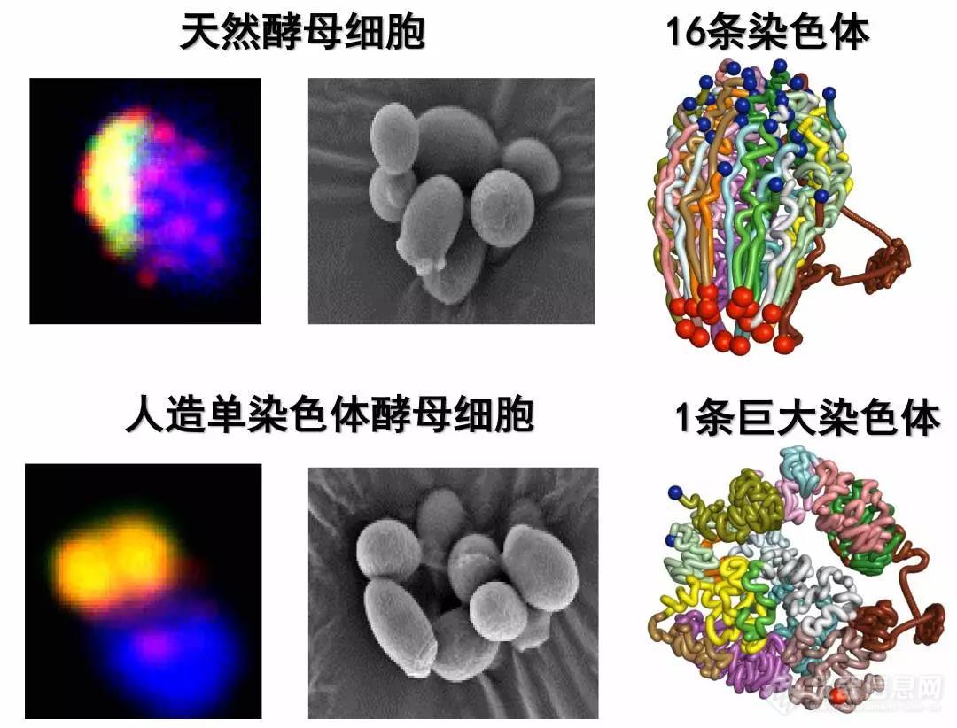 2018年度“中国科学十大进展”公布，生命科学领域占6个