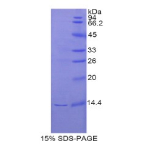 REG3g蛋白；再生胰岛衍生蛋白3γ(REG3g)重组蛋白