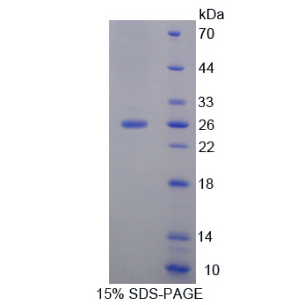 FAM3D蛋白；序列相似家族3成员D(FAM3D)重组蛋白