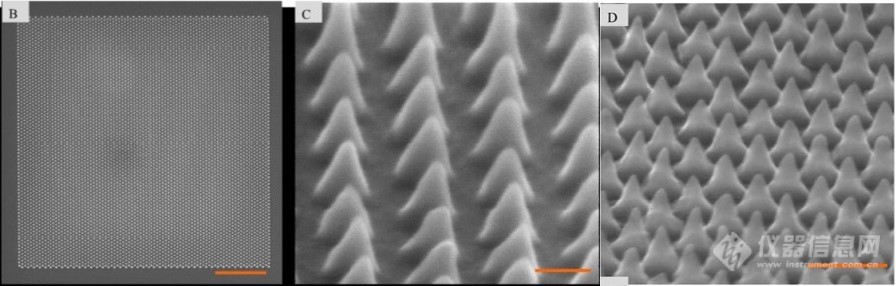 重大成果！电子束曝光（EBL）技术首次应用于蝉翅结构纳米柱的仿生制造！