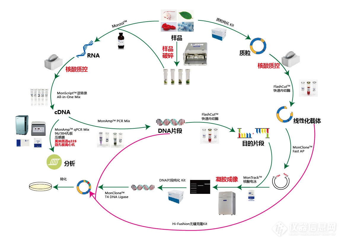 分子克隆整体解决方案.jpg