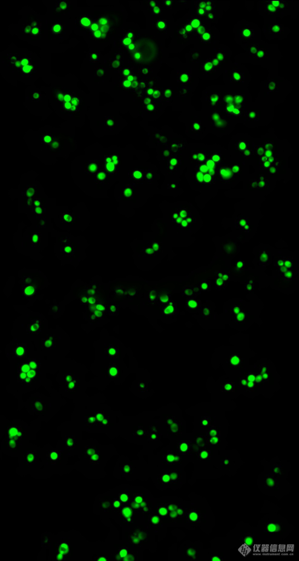 酵母菌荧光图.jpg