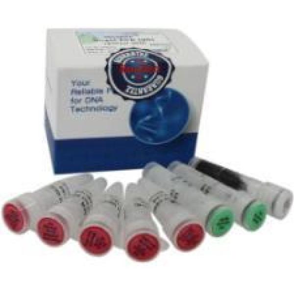 水痘-带状疱疹病毒(即人疱疹病毒3型)疫苗株PCR试剂盒