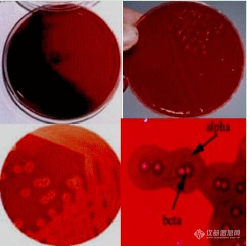 细菌的生长现象图_青岛日水生物_平皿培养基图