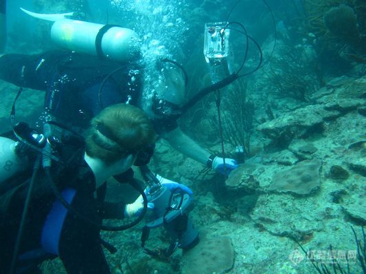 UNCW Center for Mari发布珊瑚和其它底栖基质类型原位代谢测量系统 CISME新品