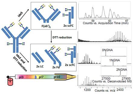 【安捷伦】单抗药物电荷异质性分析的新时代现已来临！