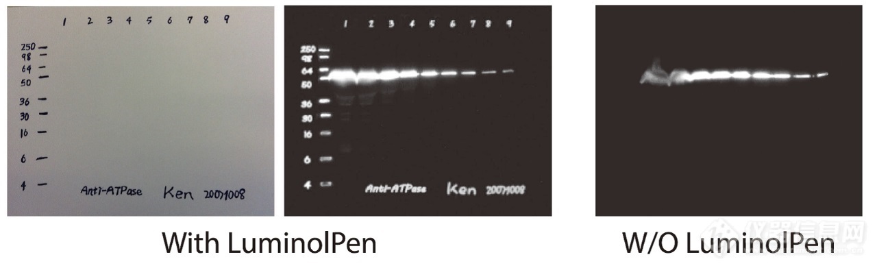 luminolpen 3.jpg