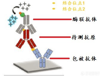 picture3-从事生物药研发的你，不可不知的ELISA开发方法干货满满.jpg