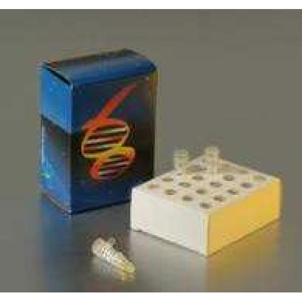 小泰勒虫探针法荧光定量PCR试剂盒