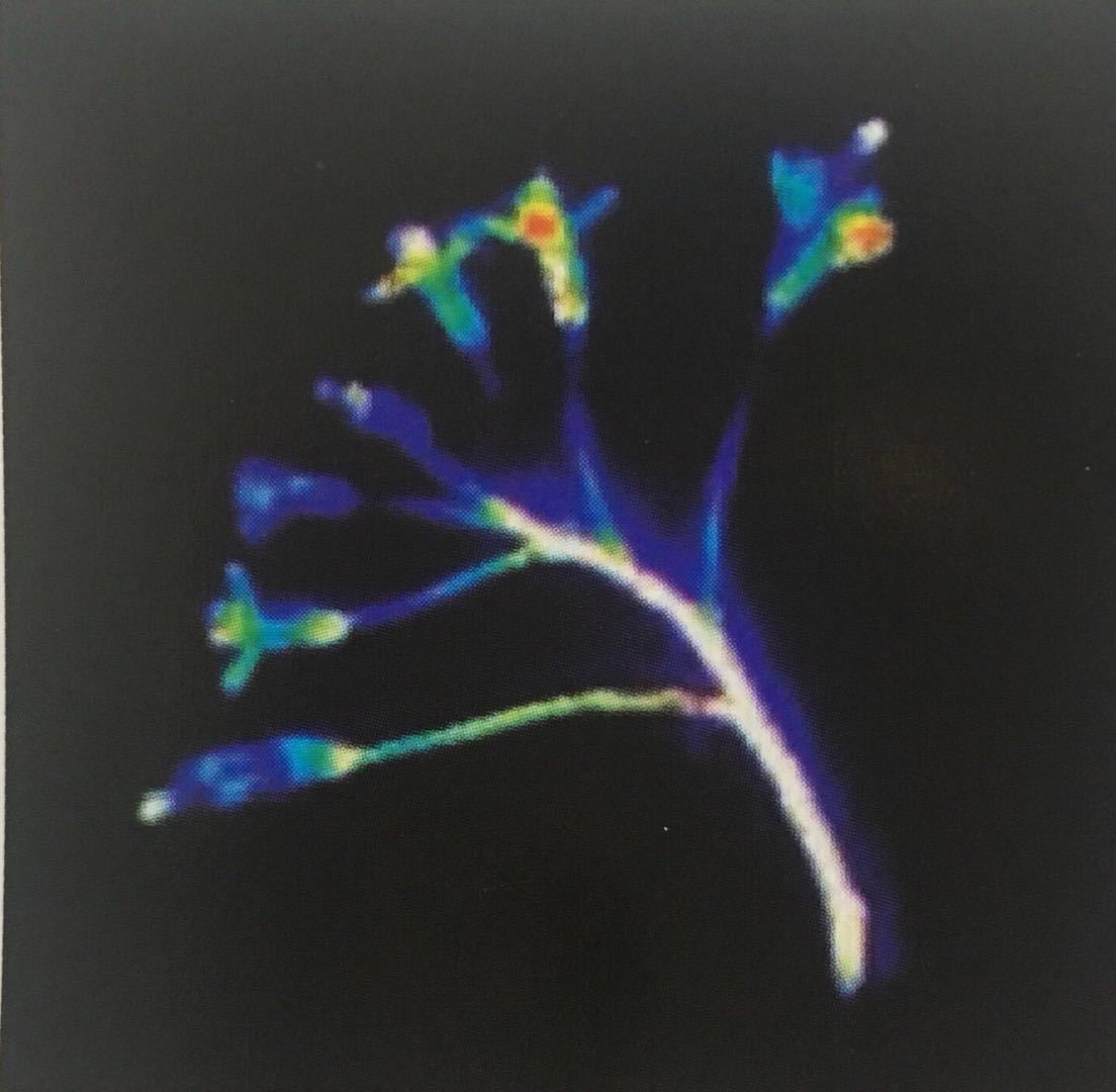 Phenotron Pro 植物活体冷荧光影像分析系统