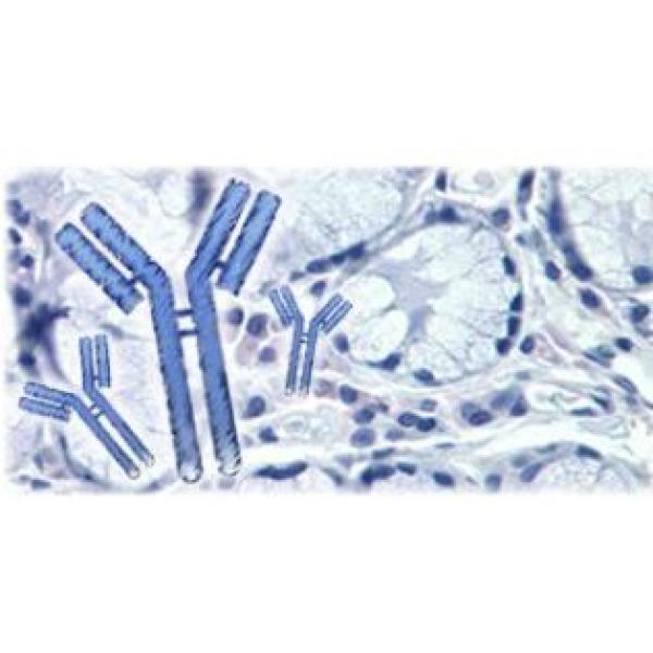 有脊椎动物脑发育相关蛋白Emx1抗体