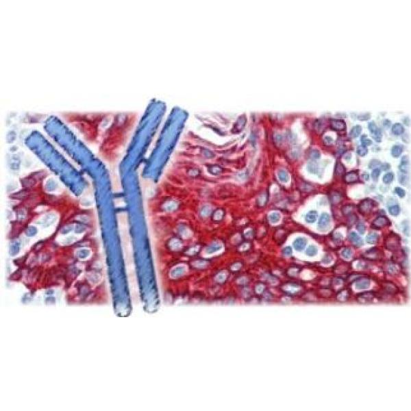 细胞分裂周期蛋白6抗体