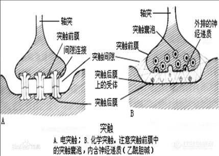 从活脑中提取神经递质- HPLC-MS / MS方法