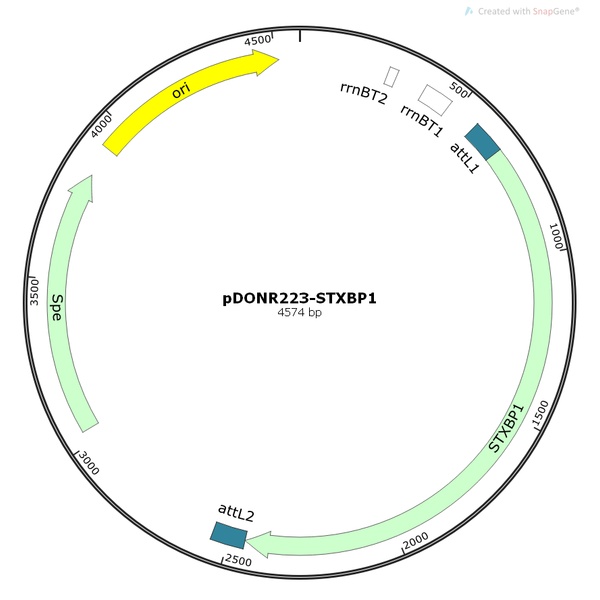 pENTR223-STXBP1人源基因文库克隆质粒