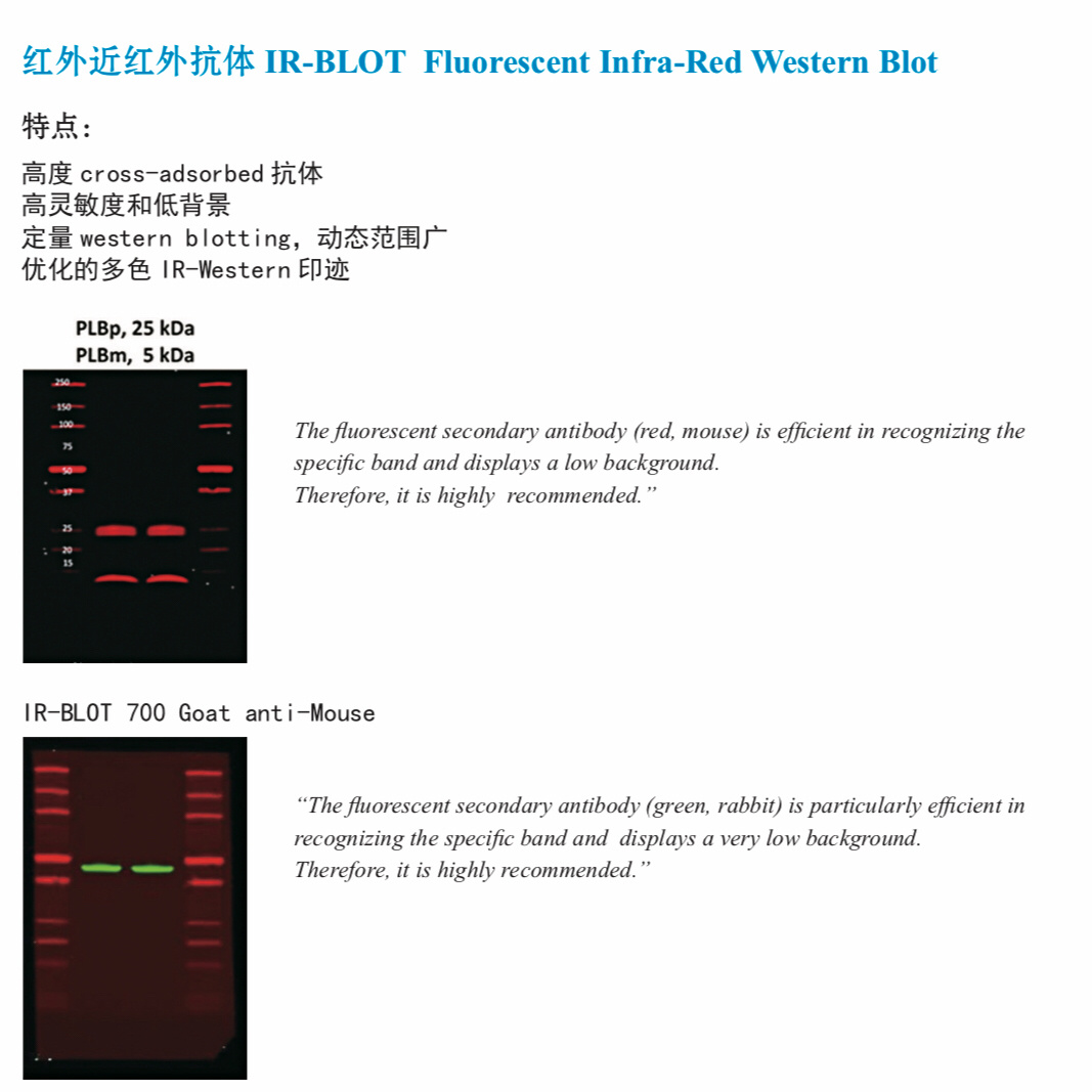 IR-BLOT 700 红外近红外抗体