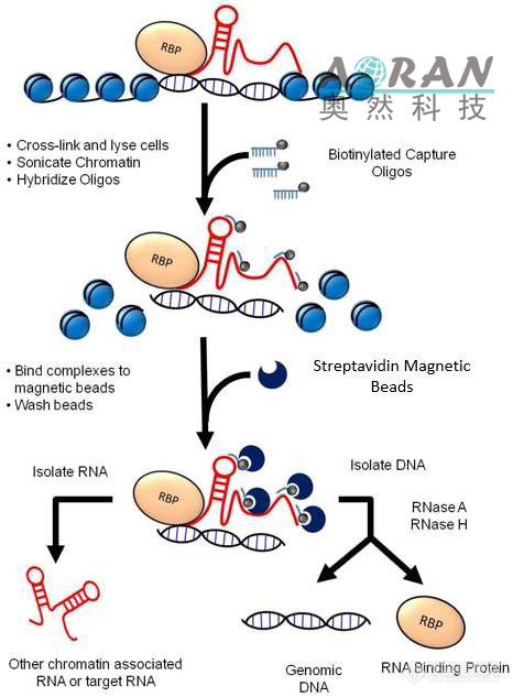 Magna ChIRP Process.jpg