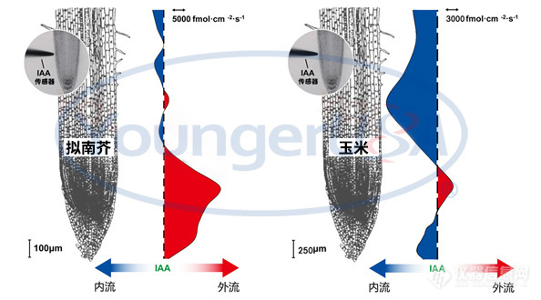 IAA--有水印有图注.jpg