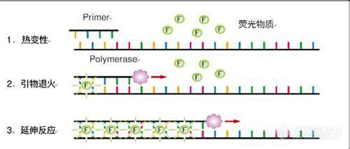 PCR内容里面的图片 2.jpg