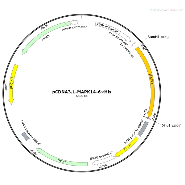 pCDNA3.1-MAPK14-6×His人源基因质粒