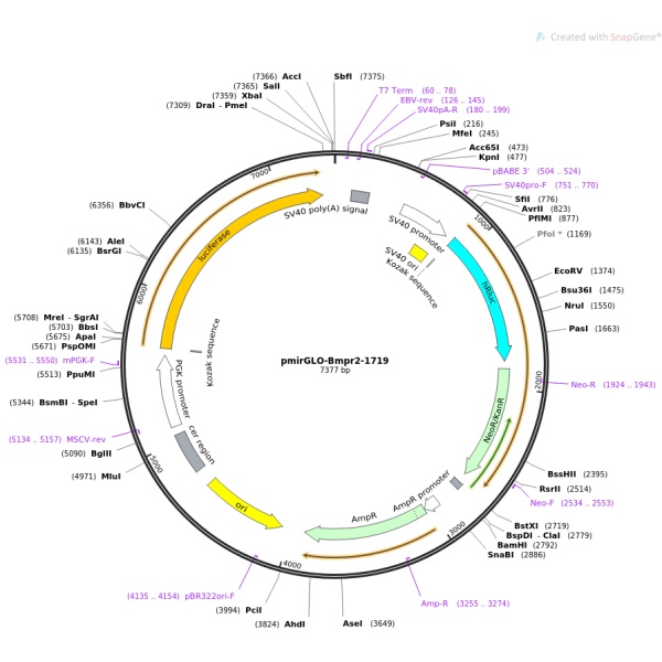 pmirGLO-ATP5I(3UTR)人源启动子报告质粒