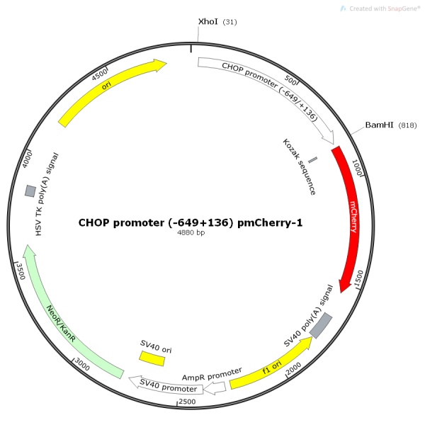 CHOP promoter (-649+136) pmCherry-1人源启动子质粒