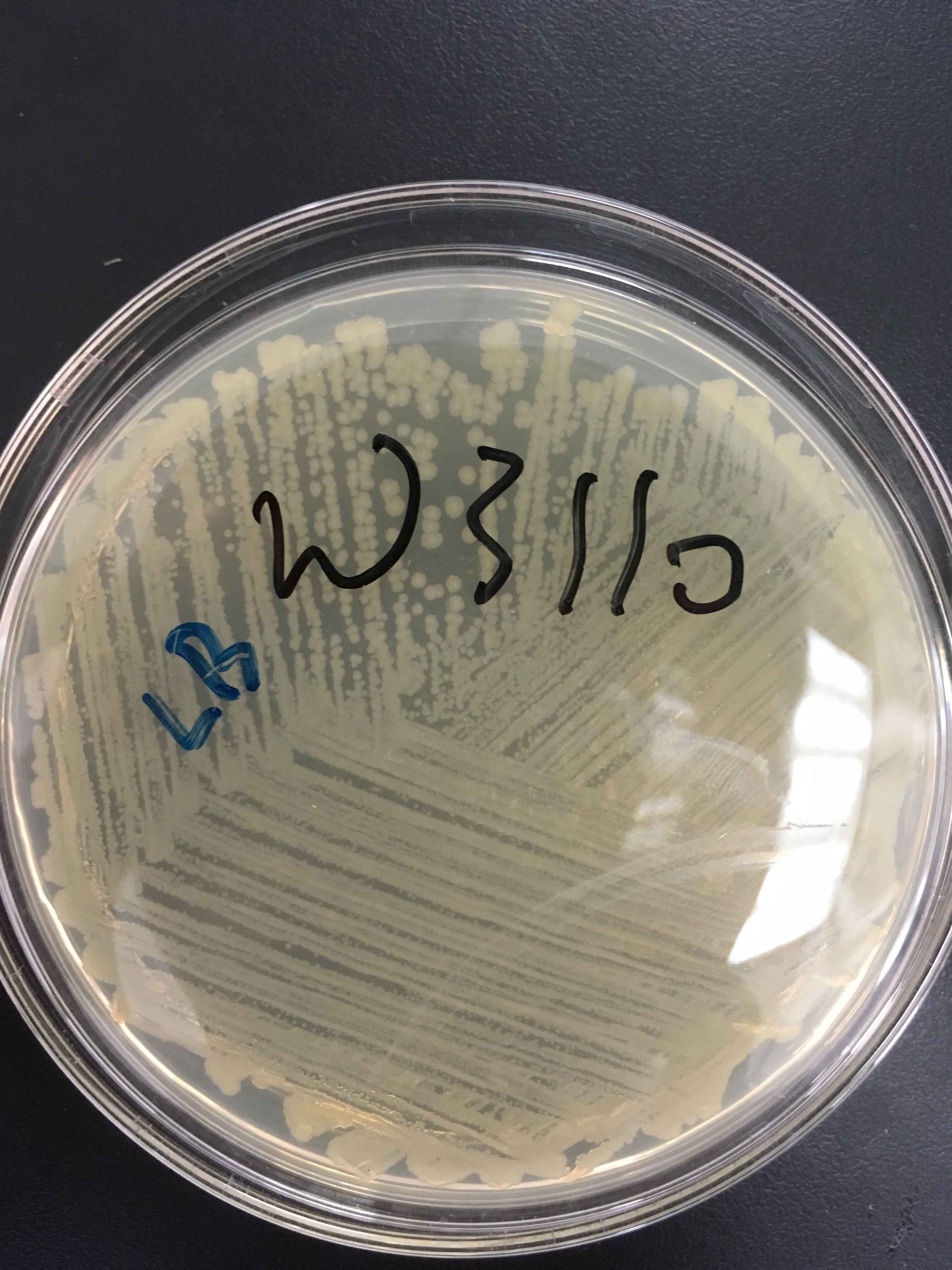 大肠杆菌TB1菌种