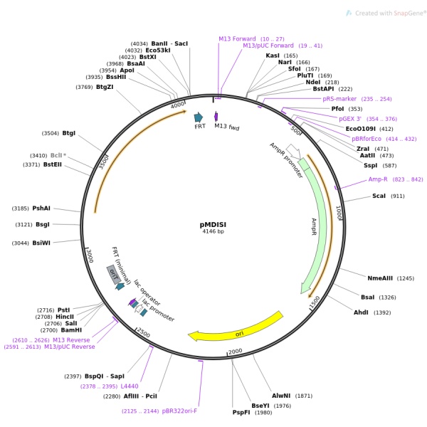 pMD18-SNAI2人源基因模板质粒