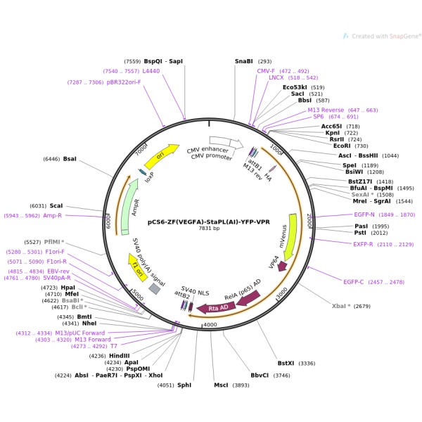 pBluescriptR-MEF2C(1同义突变2点突变)人源基因模板质粒