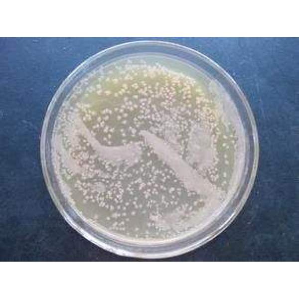 乳酸球菌NZ9000菌种