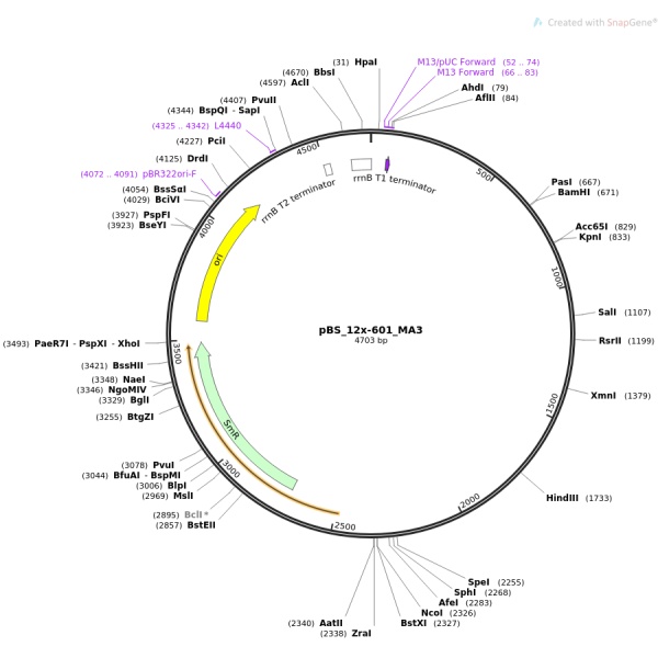 pENTR223-TUBG1(多了一碱基)人源基因模板质粒