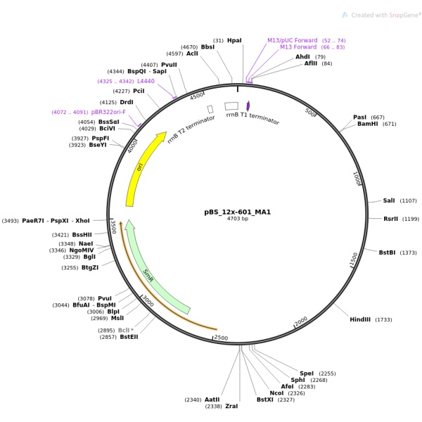 pENTR223-BBOX1(2同义突变)人源基因模板质粒