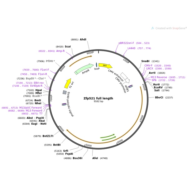 LB1376 (Bcl-2 P1 promoter with MHS1234)人源启动子质粒