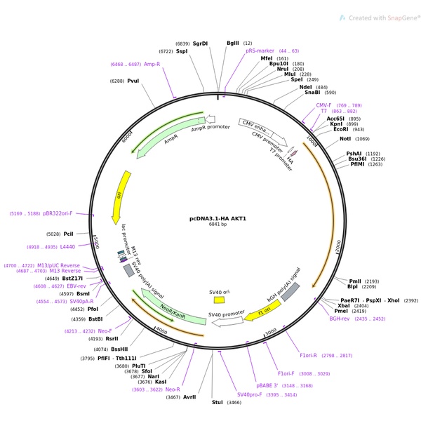 pCDNA3.1-3×HA-IKKI人源基因质粒