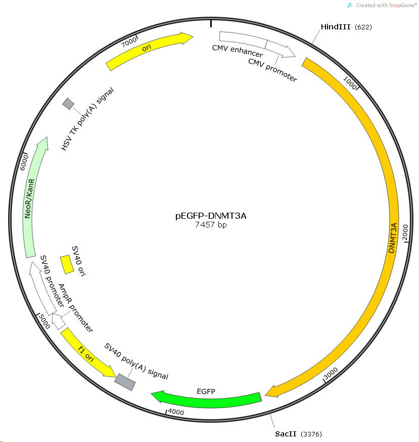 pegfp-dnmt3a人源基因質粒_價格_上海欽誠生物科技有限公司