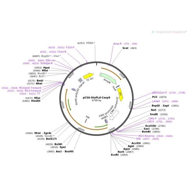 pBluescriptR-CELF6(2点突变)人源基因模板质粒